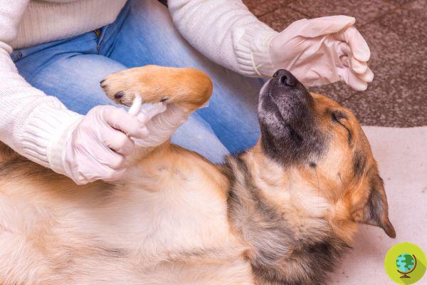 Has your dog injured a paw? Try rosemary! Disinfects and heals