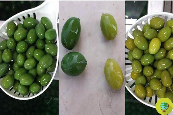 Beware of the scam of green olives colored with copper sulphate, they are toxic