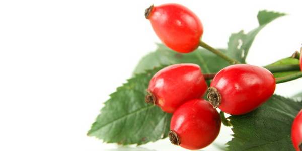 Rosa mosqueta: propiedades, beneficios y usos como remedio natural