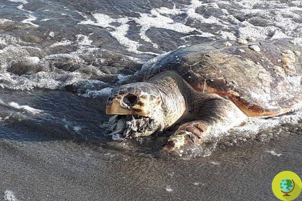 Esta tartaruga foi encontrada morta com a boca cheia de plástico e lixo