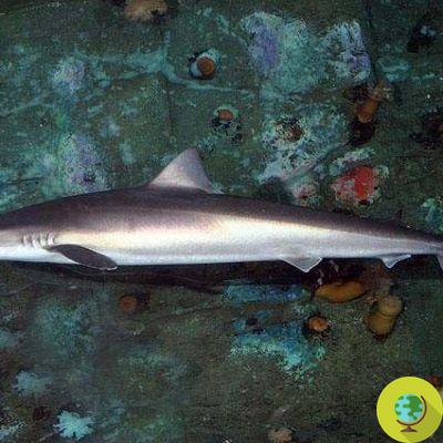 Caballitos de mar y tiburones fueron descubiertos en el río Támesis