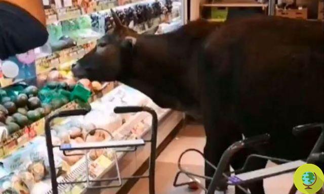 The cows break into the supermarket devouring fruit and vegetables. And the fault is ours 