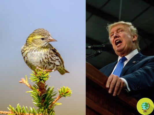 La administración Trump también está a punto de levantar las salvaguardias para las especies de aves protegidas.
