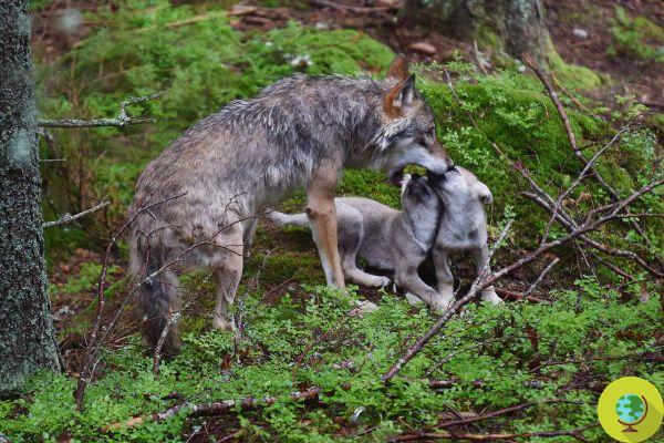 Horror em Idaho: 8 filhotes de lobo cinzento 