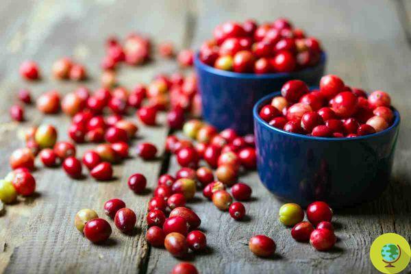Cranberries: effective (also) against colorectal cancer