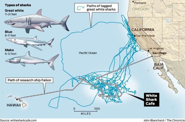 Descubrimiento de una nueva y misteriosa guarida enorme de tiburones blancos en medio del Pacífico