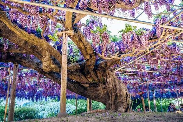 El verdadero Árbol de la Vida está en Japón (no en la Expo)