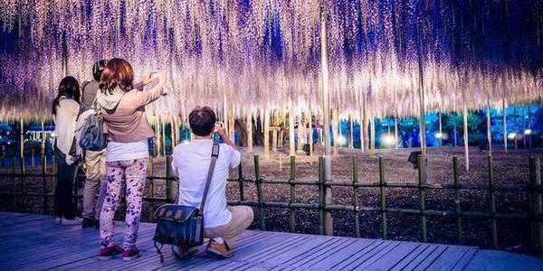 Le véritable arbre de vie est au Japon (pas à l'Expo)