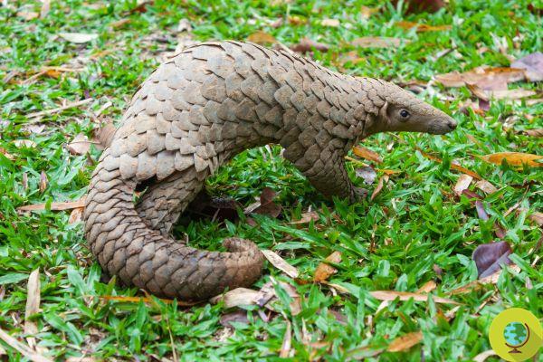 4 tons of pangolin flakes, the busiest mammal in the world, are seized in Cameroon