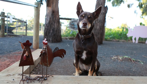 Ruby, la perra-nodriza que asiste a los animales rescatados del matadero