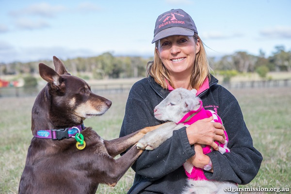 Ruby, the nurse-dog who assists the animals rescued from the slaughterhouse