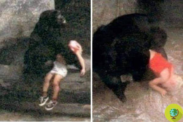 The thrilling story of the female zoo gorilla who rescued a fallen child in her enclosure