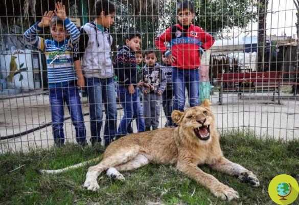 Esta leoa de 14 meses foi despida de suas garras para brincar com as crianças no zoológico