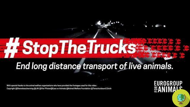 #StopTheTrucks: detener el transporte de animales vivos (PETICIÓN)