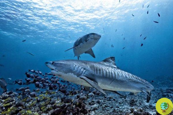 Hawái podría ser el primer país de EE. UU. en prohibir la matanza de tiburones