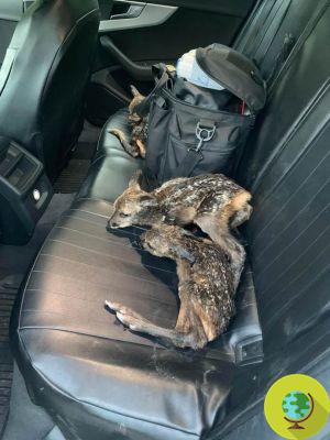 The miracle of the three fawns born after their mother was accidentally run over