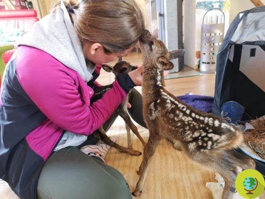The miracle of the three fawns born after their mother was accidentally run over