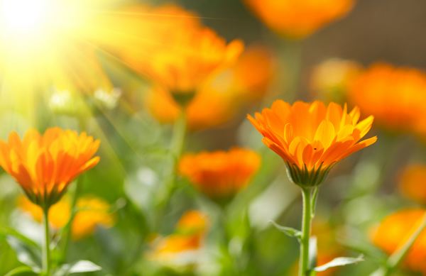 10 fleurs dont vous ne saviez pas qu'elles pouvaient être mangées