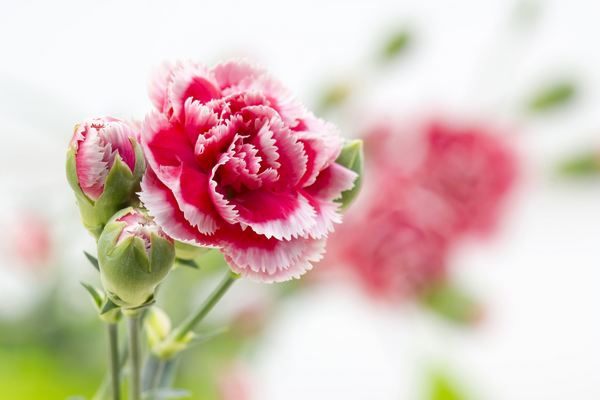 10 flowers you didn't know could be eaten