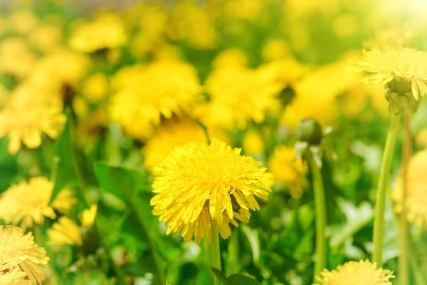 10 fleurs dont vous ne saviez pas qu'elles pouvaient être mangées