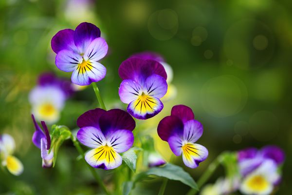 10 flores que no sabías que se podían comer
