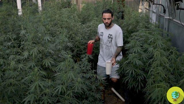 Uruguay, the first country to legalize the production and consumption of marijuana