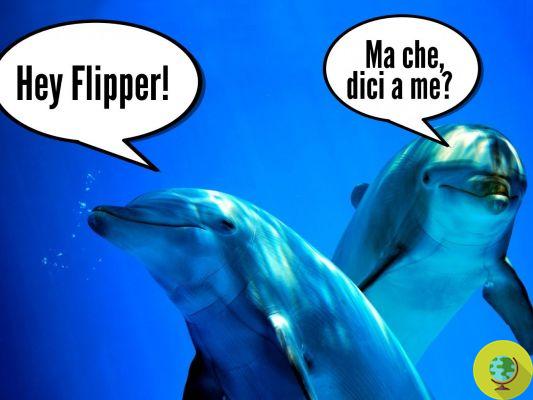 Dolphins know their own name