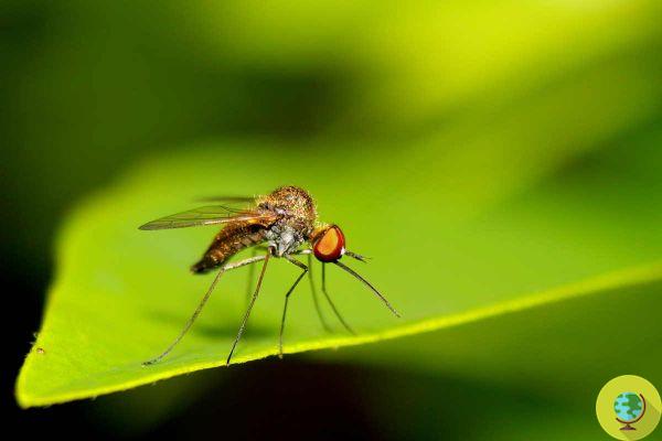 New insecticide discovered 12 times more effective against mosquitoes