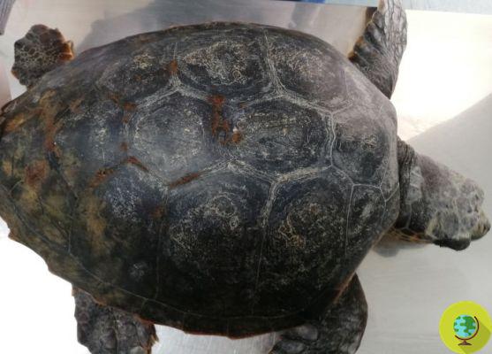This turtle swallowed the plastic wrapping of cigarette packs (PHOTO)