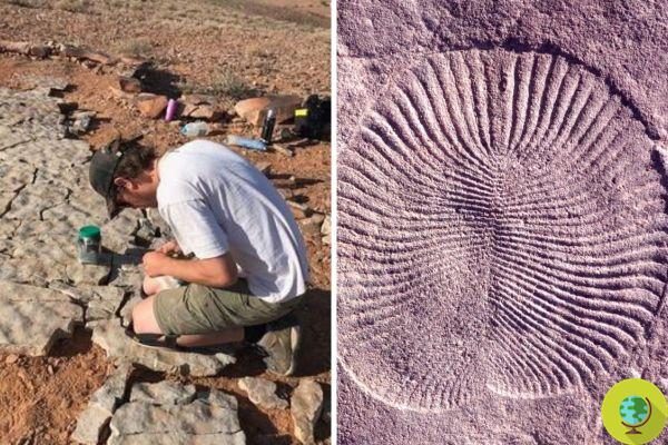 'Fósseis' encontrados no DNA humano, herdados dos primeiros animais que viveram há mais de 550 milhões de anos