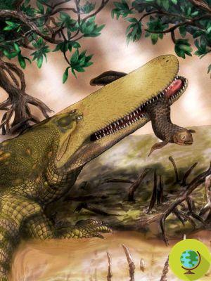 Shield-cocodrilo: primer antepasado del cocodrilo descubierto