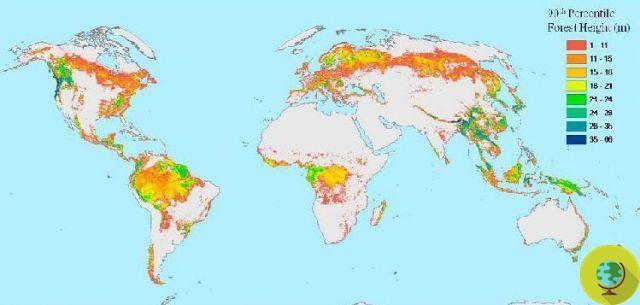 Da NASA o primeiro mapa de todas as florestas do mundo
