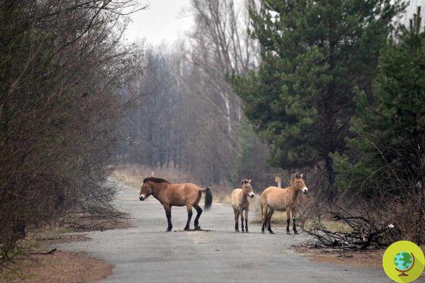 Chernobyl, 35 years after the nuclear disaster, wild horses return to graze in the exclusion zone
