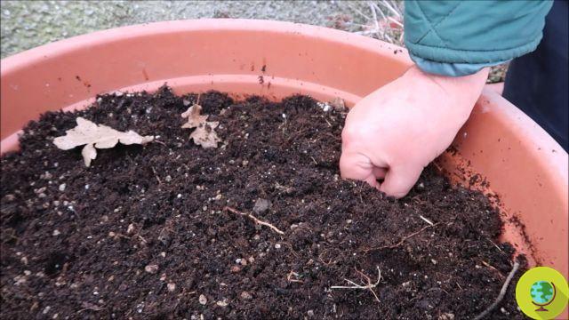Cómo plantar y cultivar chalotas en macetas y en la huerta