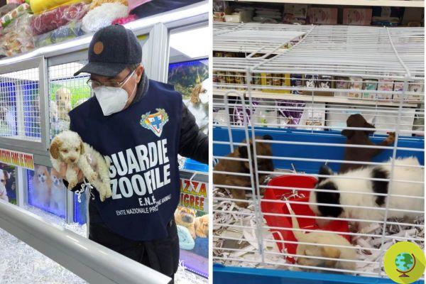 Cães presos em gaiolas de coelhos e vítimas de tráfico ilícito: 10 cachorros apreendidos em Nápoles