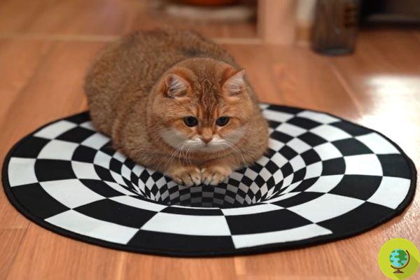 ¿Pueden los gatos ver ilusiones ópticas?