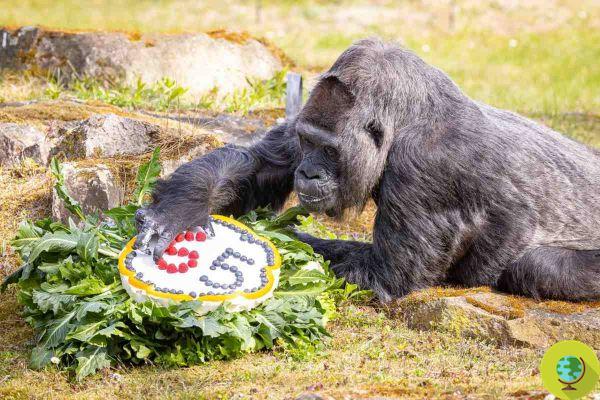 Le plus vieux gorille du monde fête ses 65 ans, mais plus de 60 d'entre eux ont passé dans un zoo