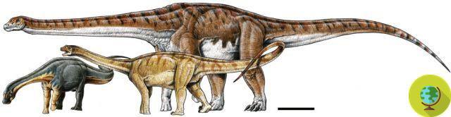 Os restos de um dinossauro gigante foram encontrados na Patagônia. Eles poderiam pertencer ao maior que existia na Terra
