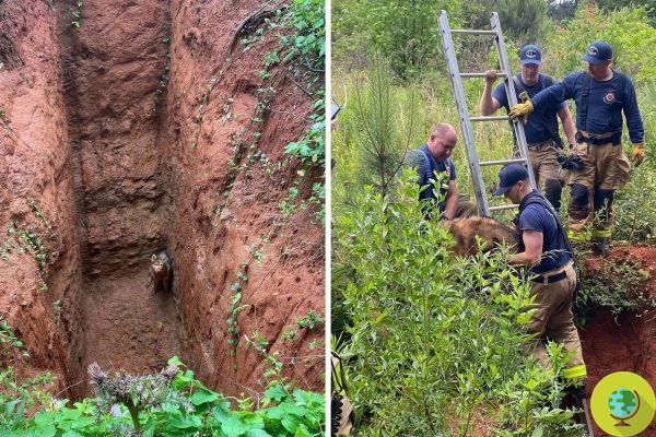Dog found at the bottom of a giant hole rejoins the owner after an incredible rescue