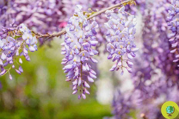 Climbing plants, shrubs and trees NOT to be pruned in May