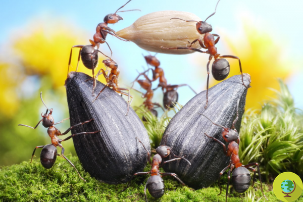 Comment les plantes « trompent » les fourmis pour disperser leurs graines (et garantir notre biodiversité alimentaire)