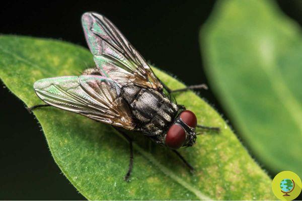 Keep flies away with these natural 