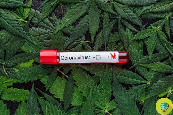 Alguns cientistas acreditam que a cannabis pode ajudar a prevenir e tratar o coronavírus. eu estudo
