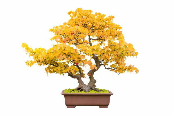 Bonsai: history, tips and techniques for cultivation and care