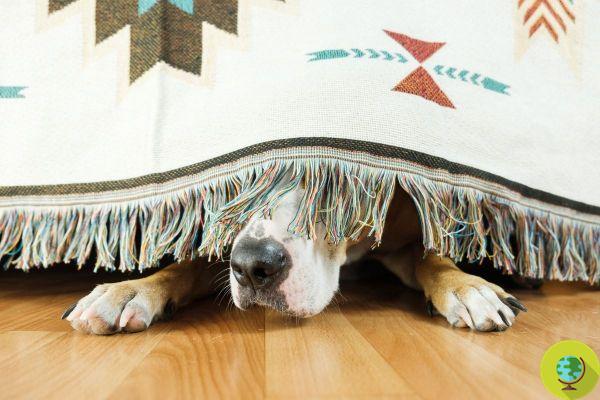 Ruídos domésticos inesperados deixam seu cão estressado e nervoso