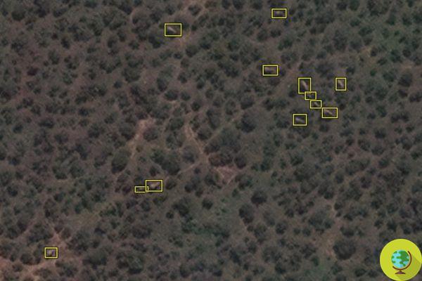 Counting elephants from space with satellites to save them from extinction