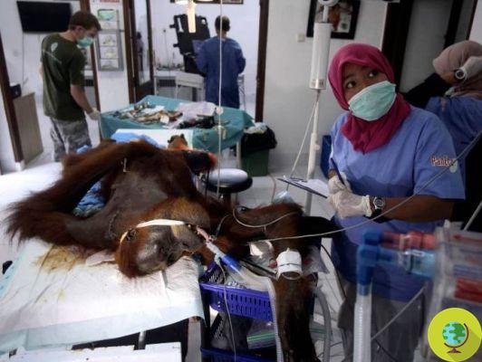 The real victims of the palm oil industry are the orangutans