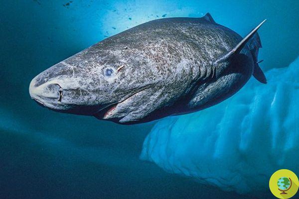 Tubarão de 400 anos encontrado na Groenlândia - o vertebrado vivo mais antigo do mundo