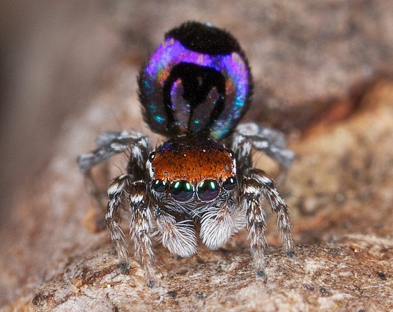 Peacock spider, the most beautiful spider in the world. The photos of Jurgen Otto