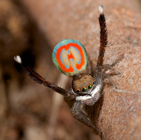 Aranha pavão, a aranha mais bonita do mundo. Fotos de Jürgen Otto